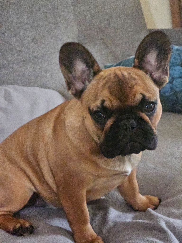 Angel du domaine de Bodaway