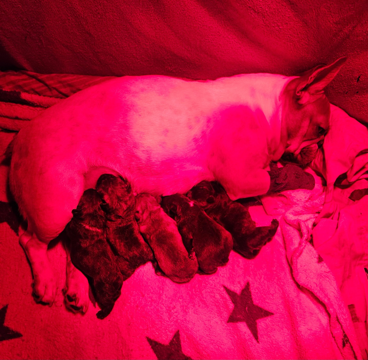 Des Merveilles Du Monde De Nortawa - Les petites merveilles sont nés