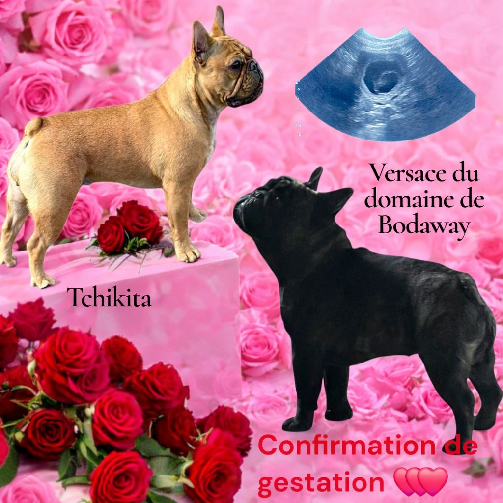 Confirmation de gestation