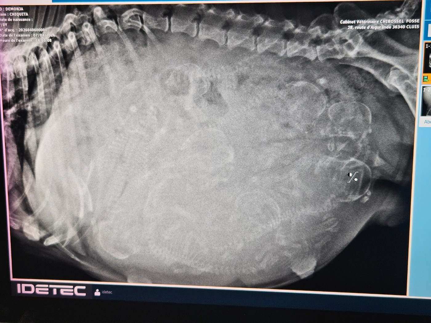La gestation touche à sa fin