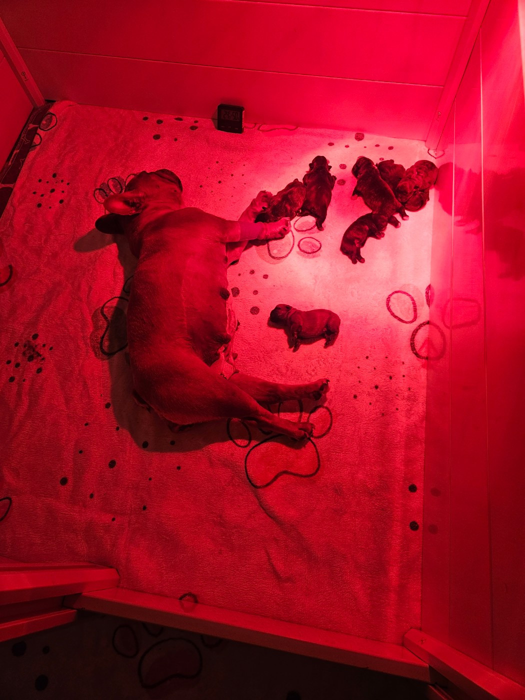 Ça y est les bebes sont nés 