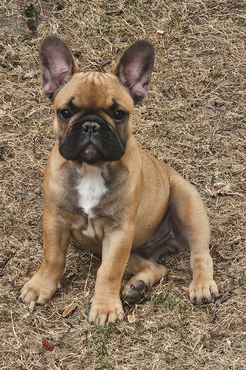Barry Des Dobs D Arnoline