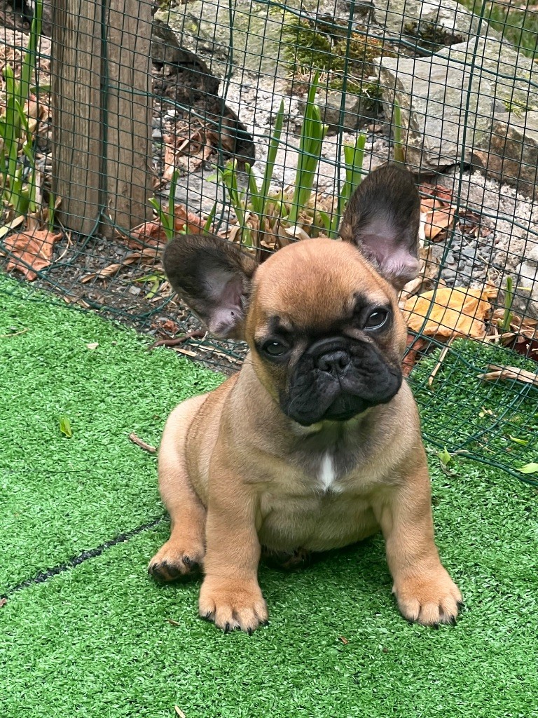 Arrivée d une petite nouvelle à l élevage 