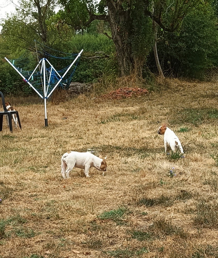 Nouvelles des chiots vendus