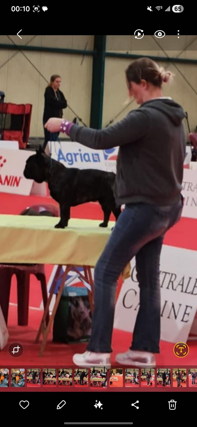 Exposition canine le 26 octobre 2025