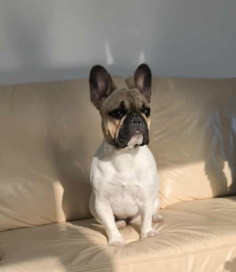 Nouvelles des chiots vendus