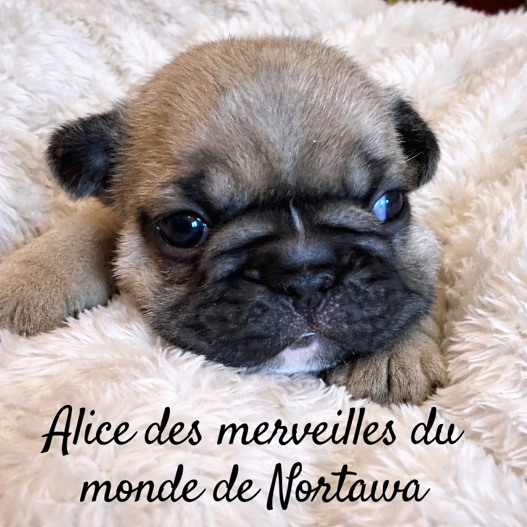 Des Merveilles Du Monde De Nortawa - Chiots disponibles - Bouledogue français