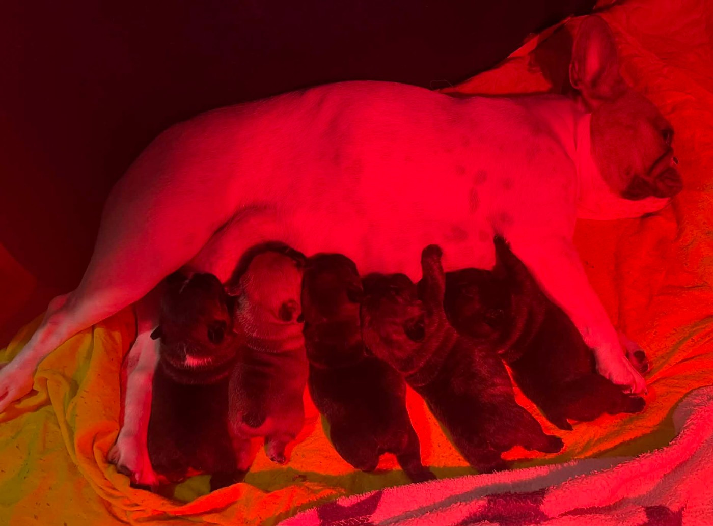 Chiot Bouledogue français Des Merveilles Du Monde De Nortawa