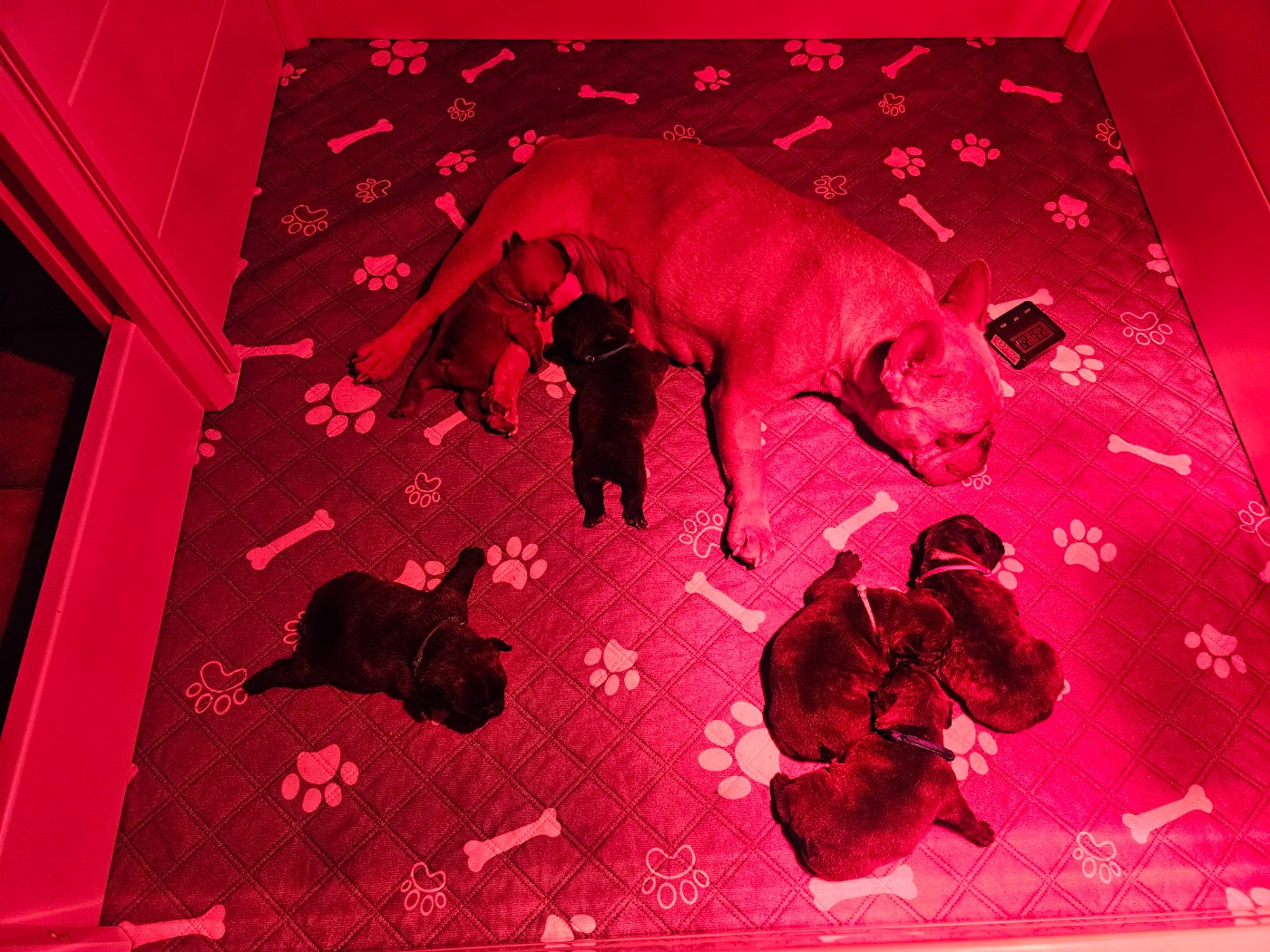 Chiot Bouledogue français Des Merveilles Du Monde De Nortawa